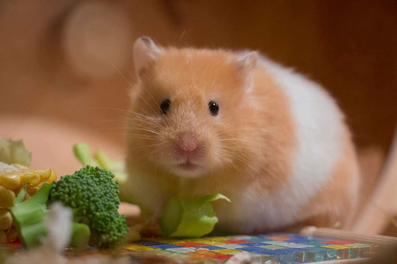 Hamster7 puzzle online from photo