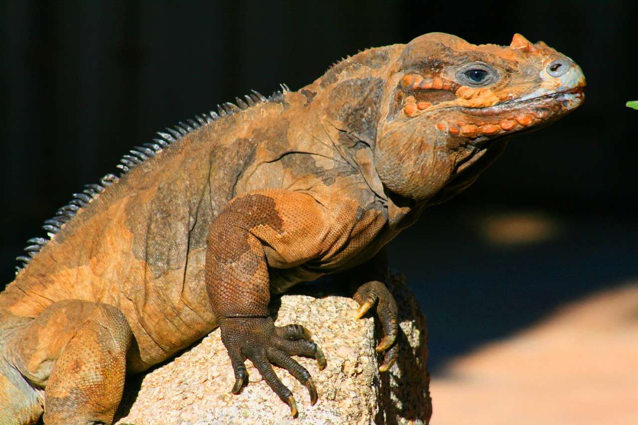 Noshörning iguana Pussel online