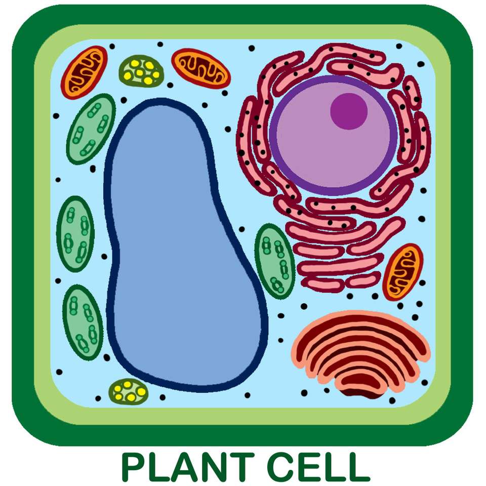 Növényi sejt puzzle online fotóról