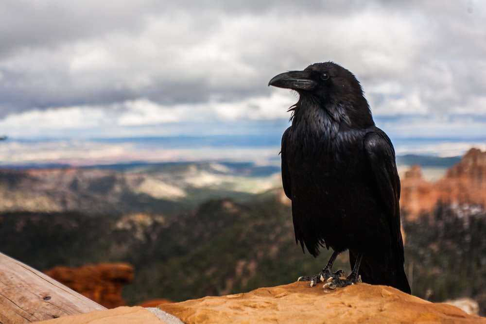 Raven Bird. онлайн пъзел