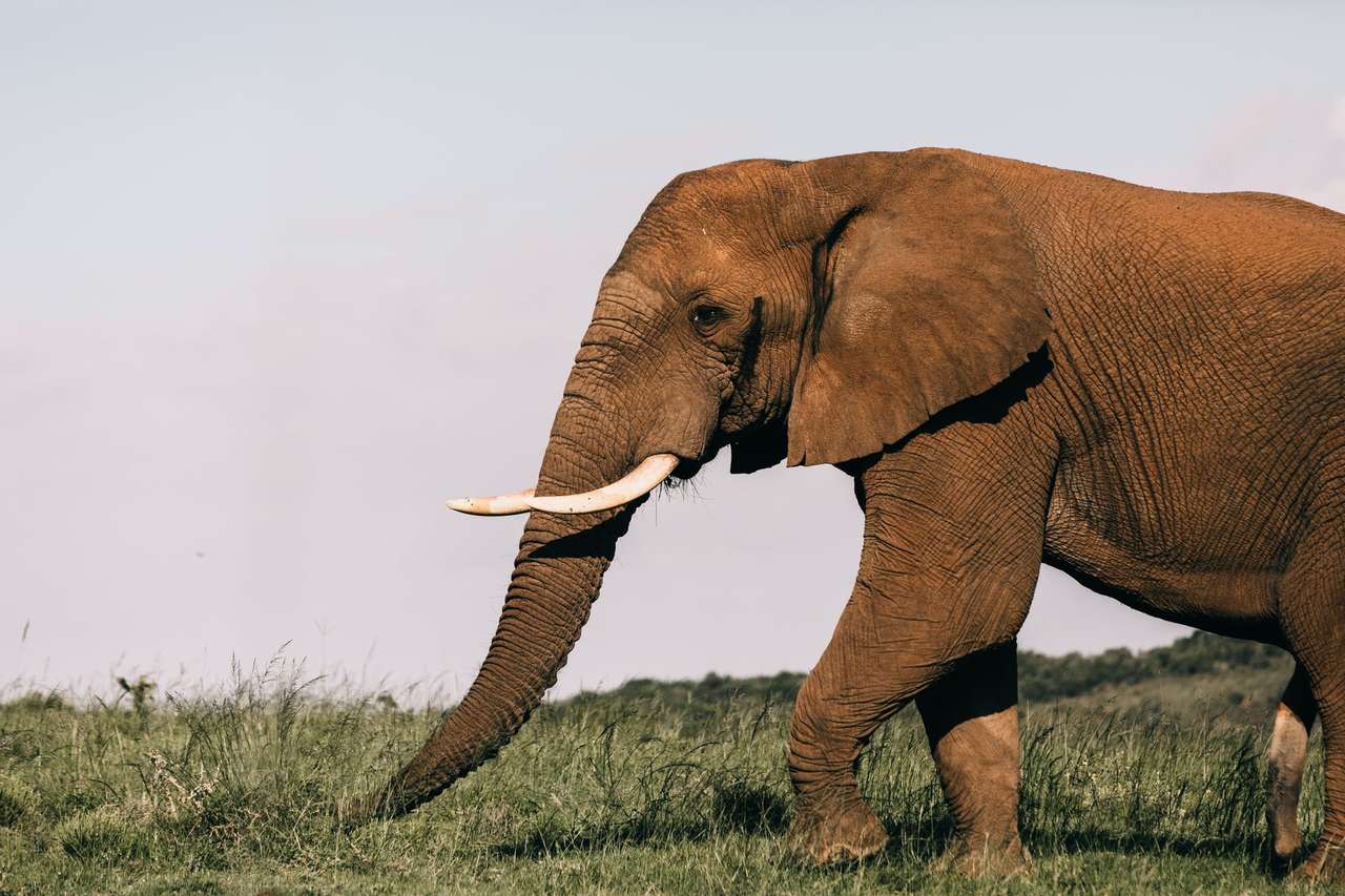 Пъзел - африкански слон онлайн пъзел