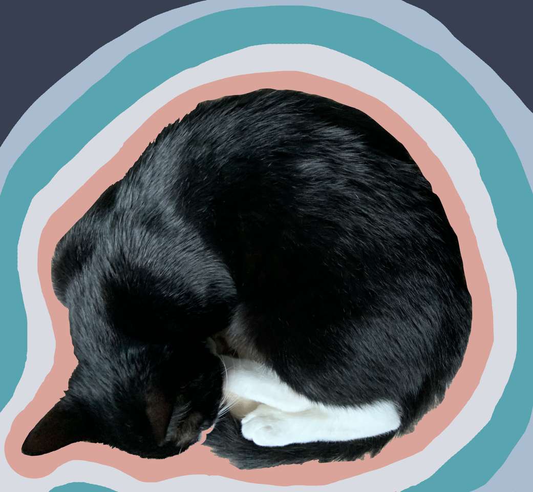 catto curlo puzzle online from photo