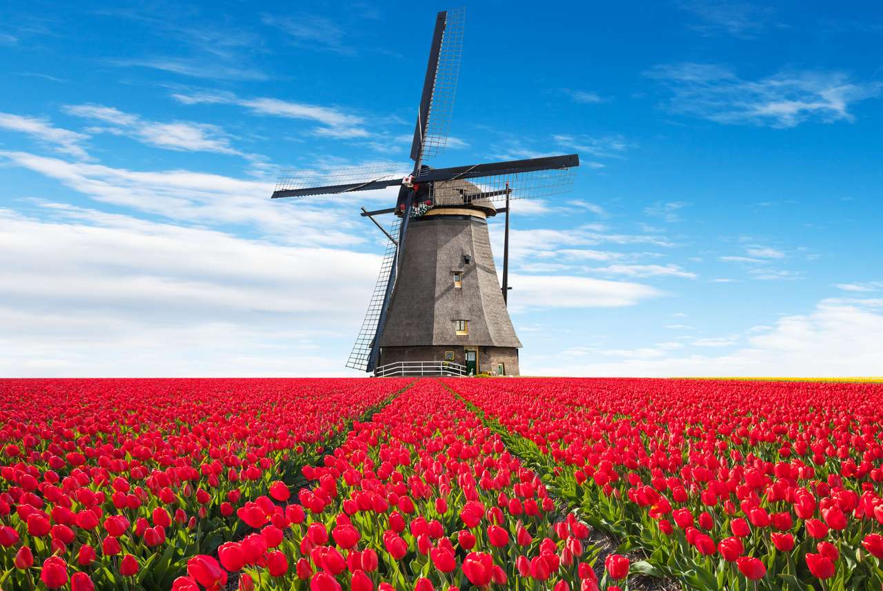 Moinho de vento entre tulipas puzzle online