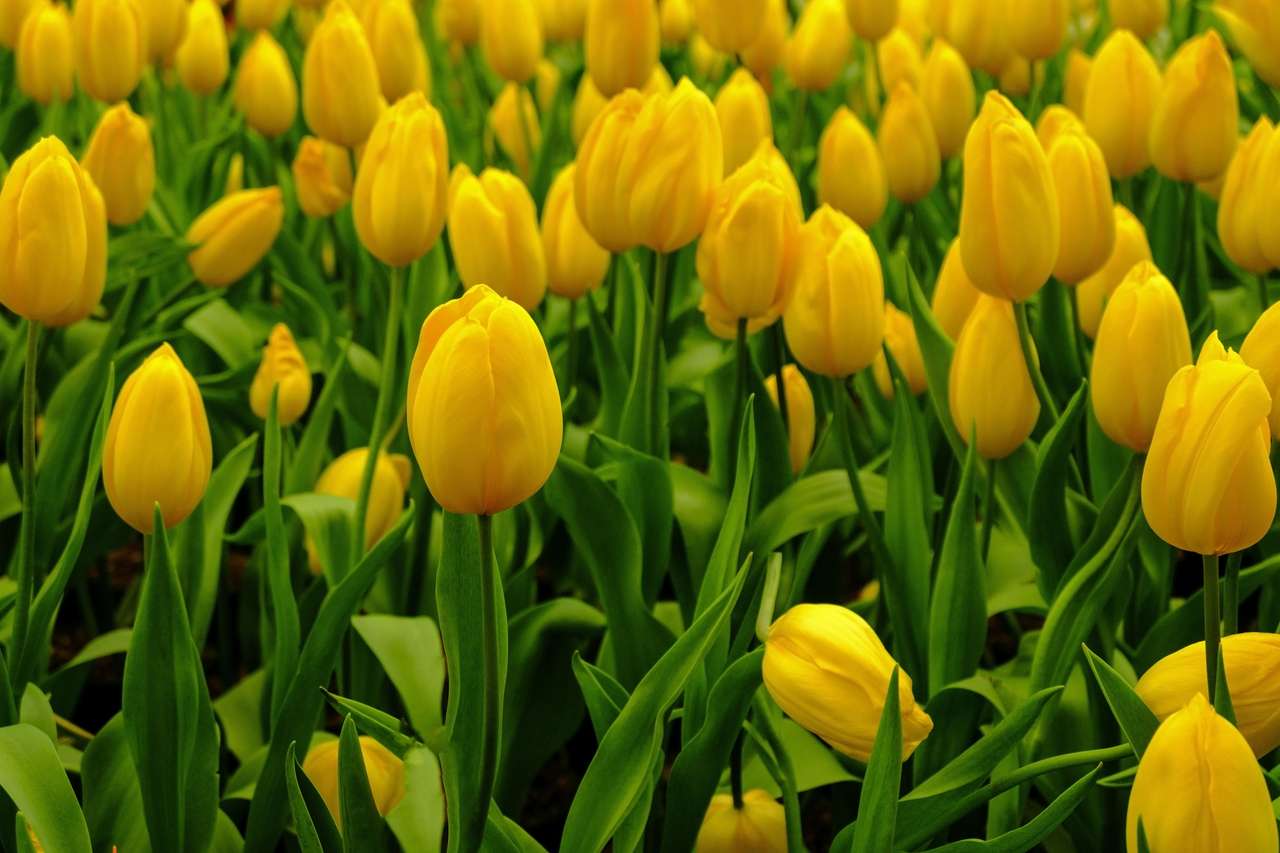 Yellow tulips online puzzle