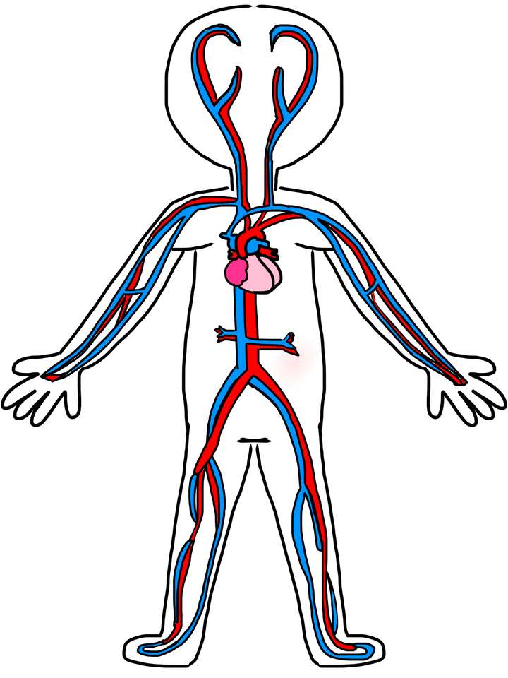 CIRCULATORY SYSTEM online puzzle