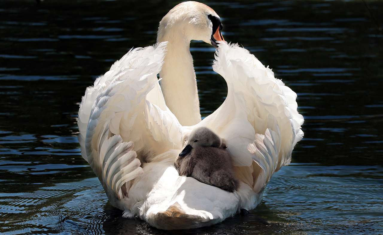 Swan with a baby puzzle online from photo