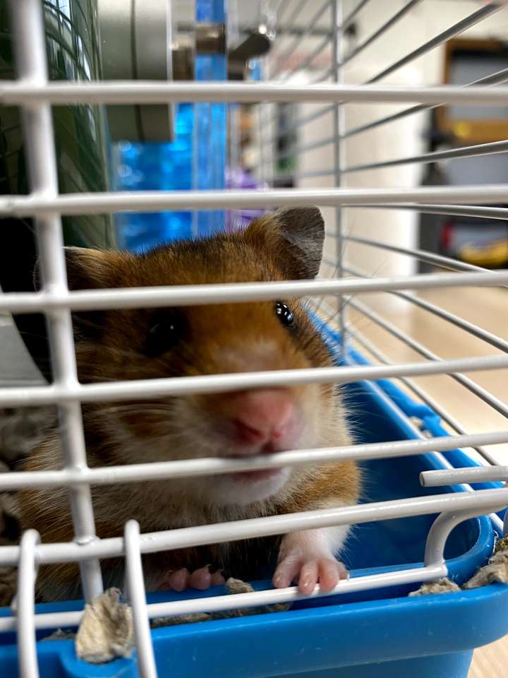 Animal de compagnie de hamster puzzle en ligne