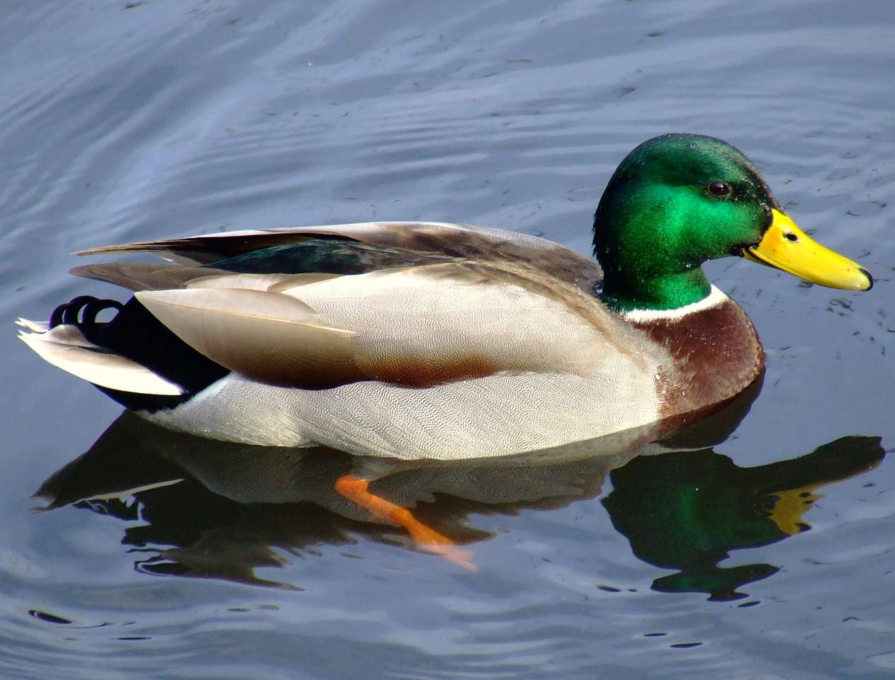 It's a duck puzzle online from photo
