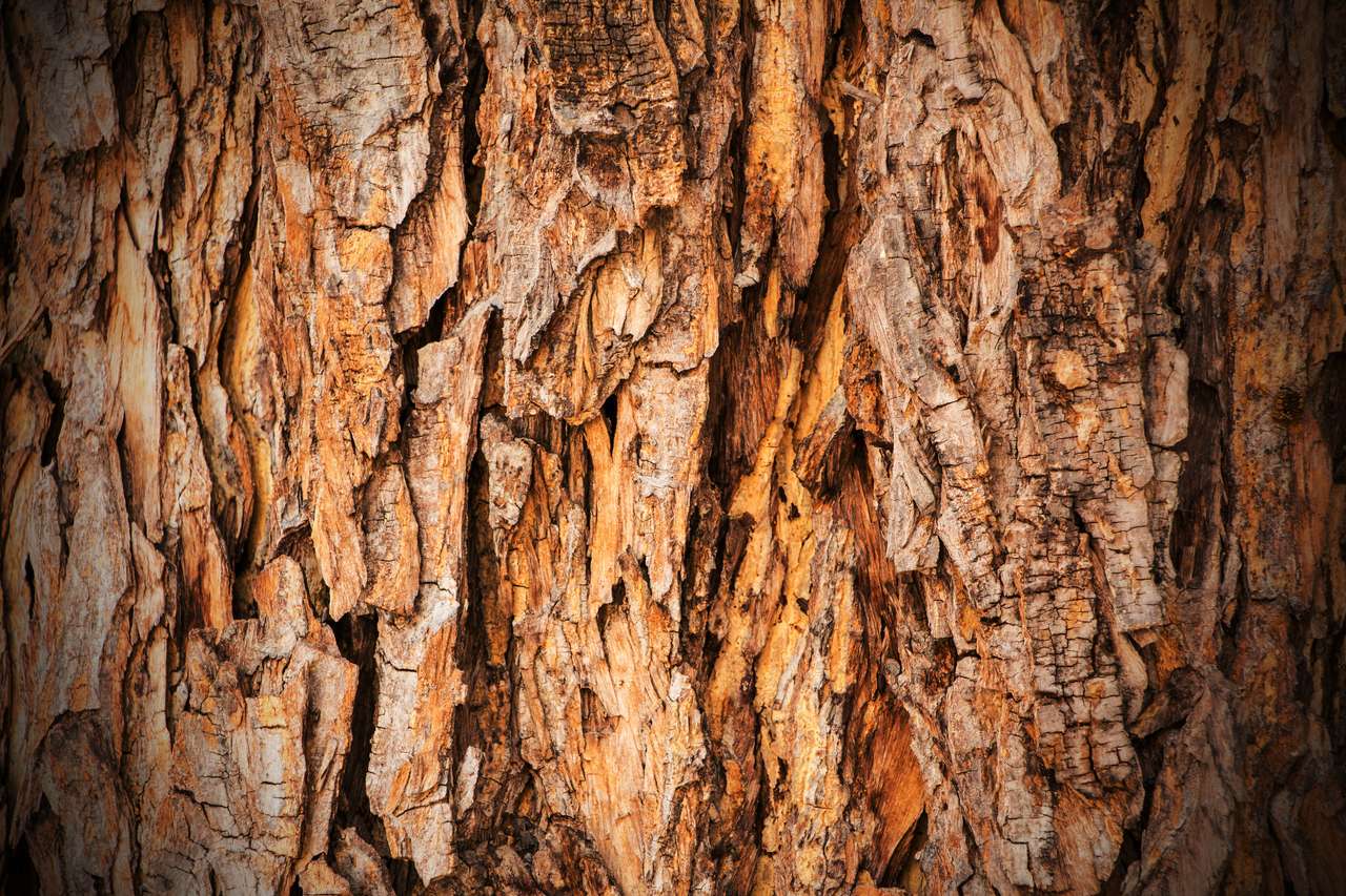 樹皮の質感 オンラインパズル