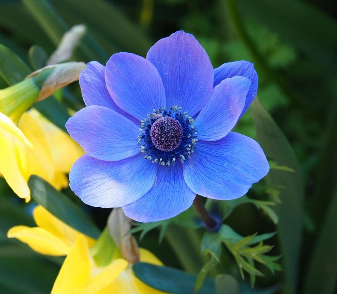 Fiore blu puzzle online da foto