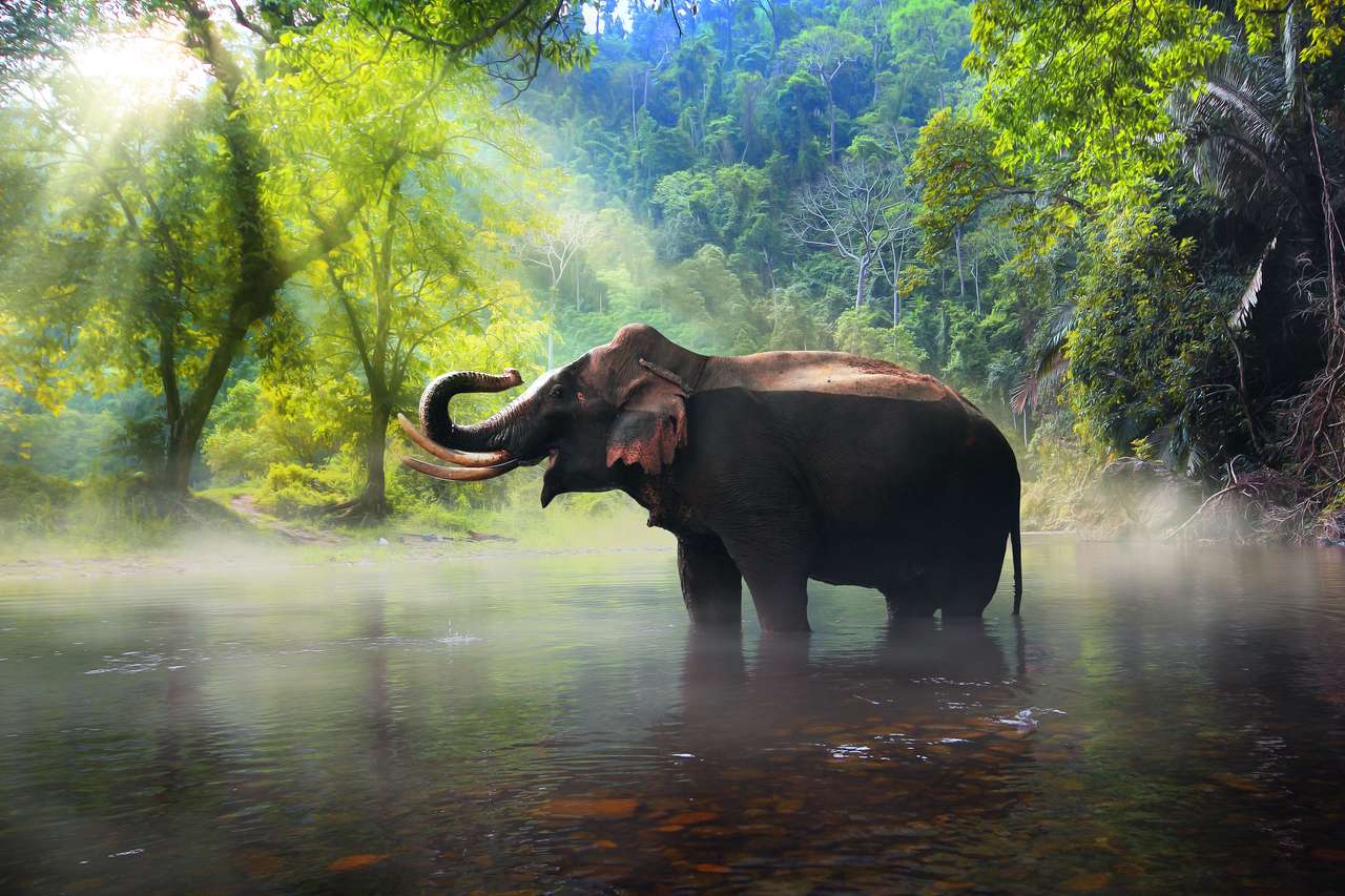Wild elephant at Kanchanaburi province puzzle