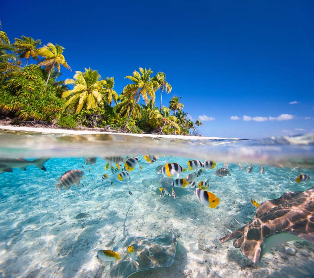 Fransk polynesi pussel online från foto