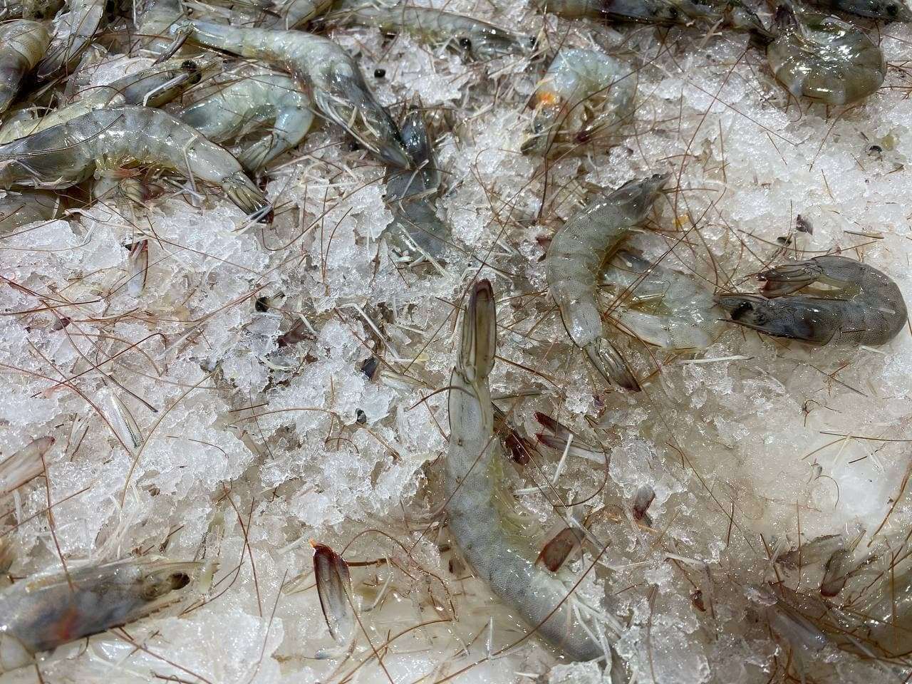 PRAWNS IN ICE puzzle online from photo