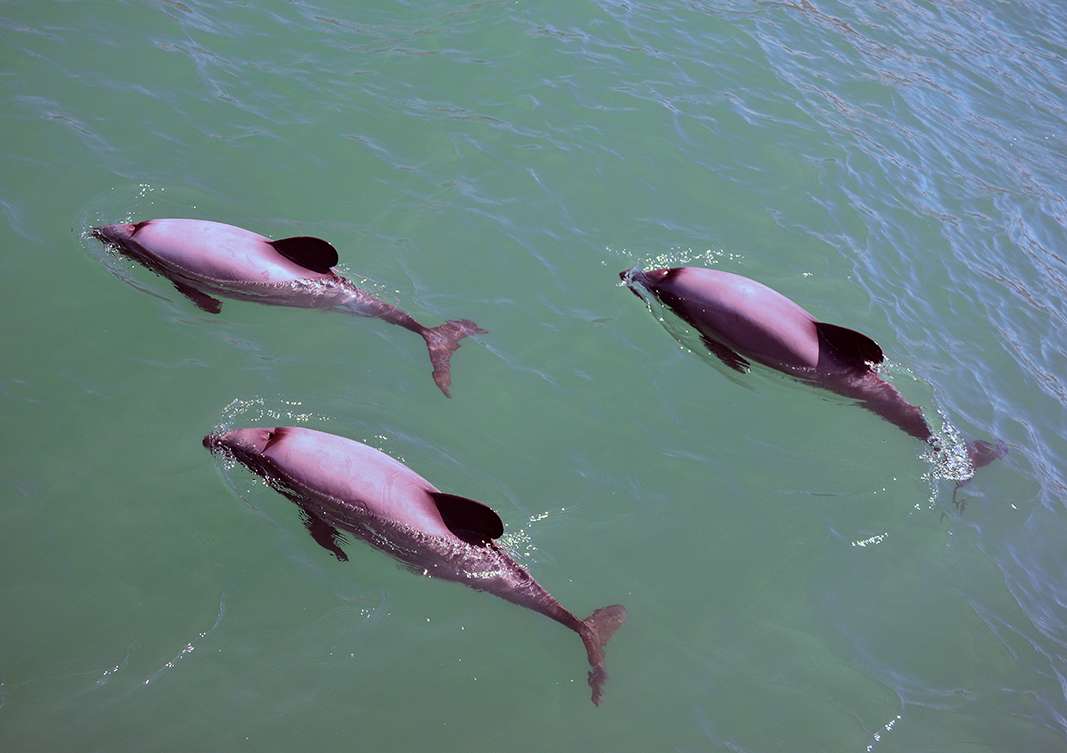 Дельфин Гектора (Тупоупоу) пазл онлайн из фото