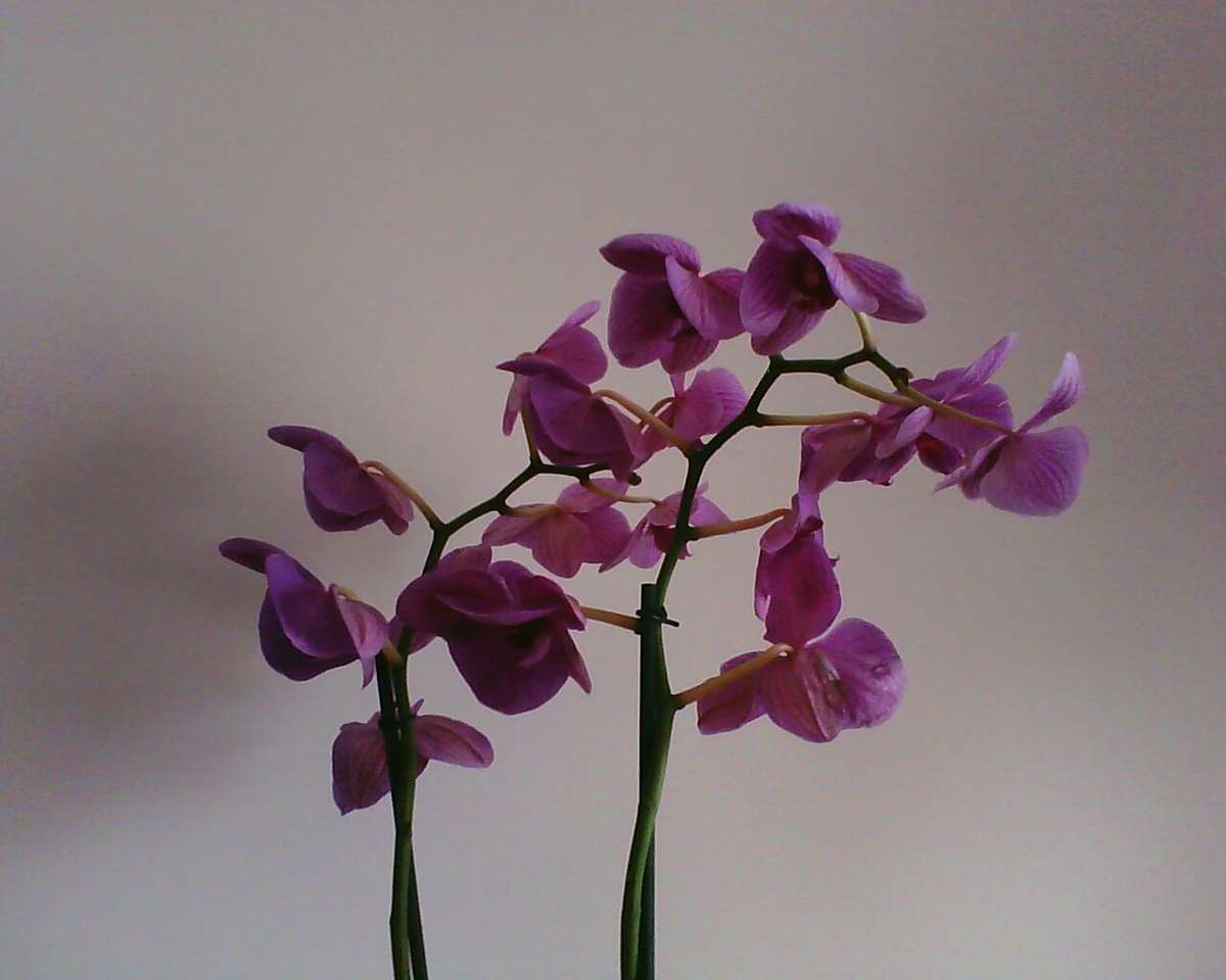 Orchid online puzzle