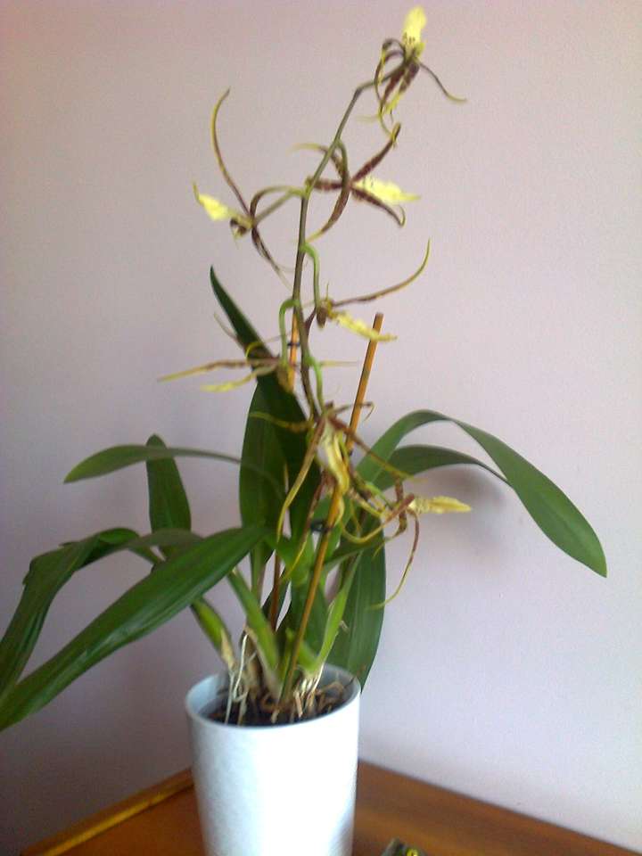 Орхідея скласти пазл онлайн з фото