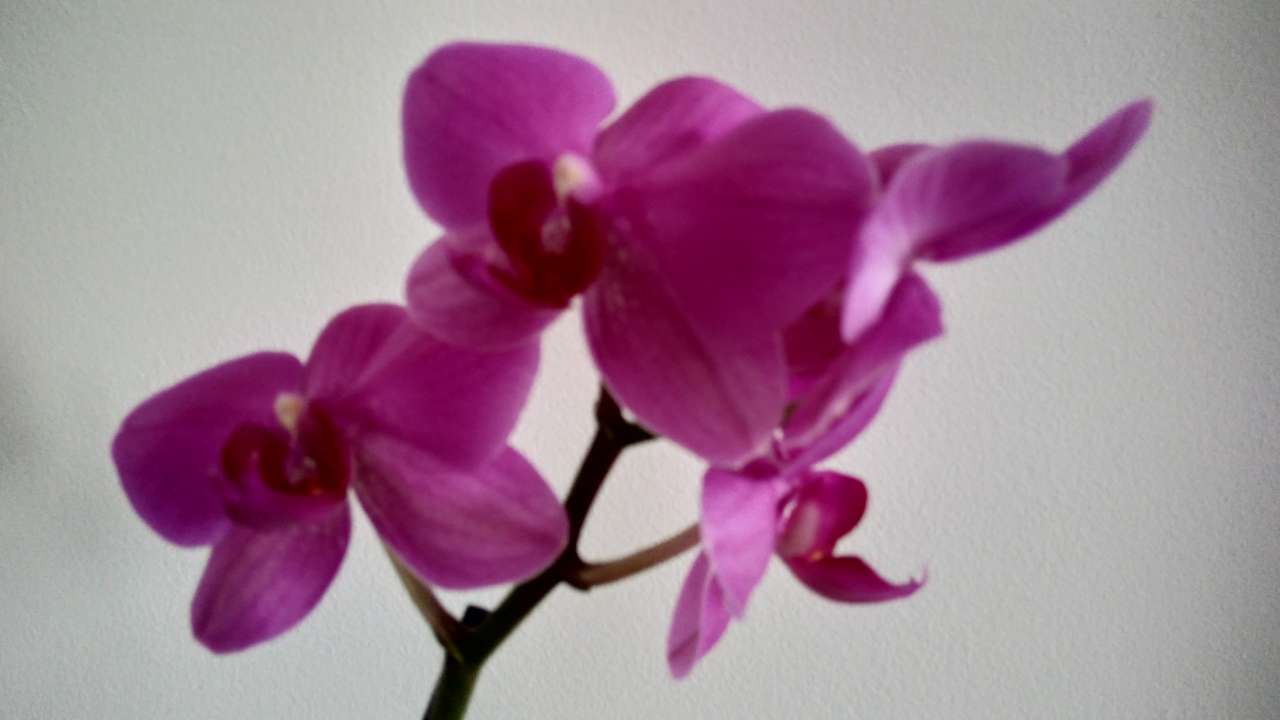 Цвете на орхидея онлайн пъзел