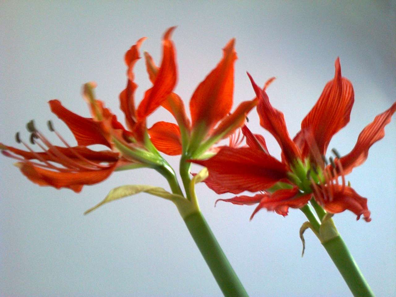 Blomstrande blommor pussel online från foto