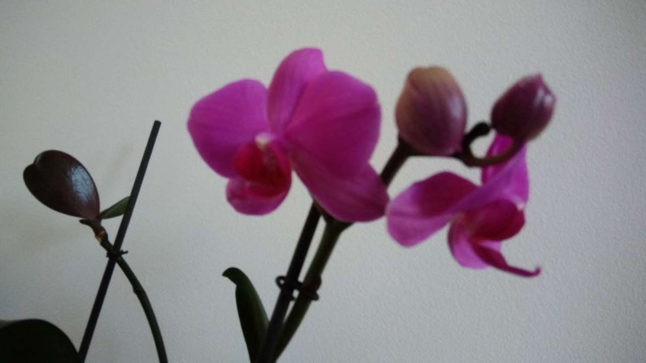 Orquídea puzzle online a partir de fotografia