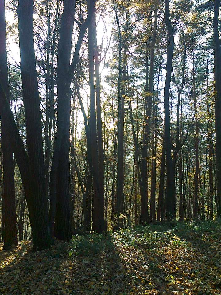 Foresta nelle montagne Bieszczady puzzle online da foto
