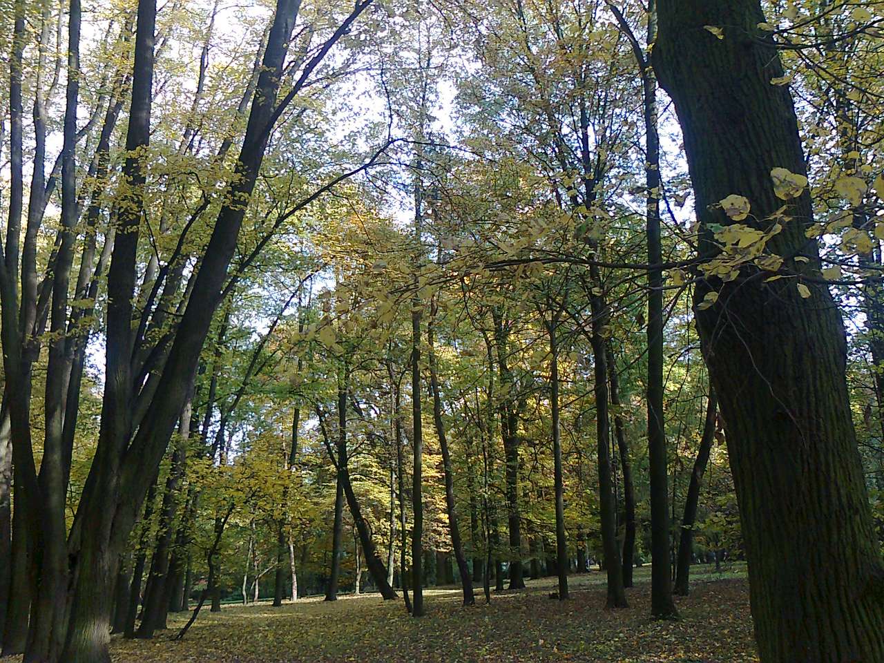 Есен в парка онлайн пъзел от снимка