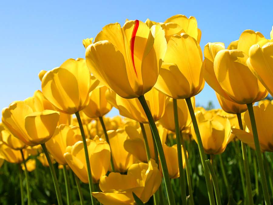 Rompecabezas de tulipán amarillo rompecabezas en línea