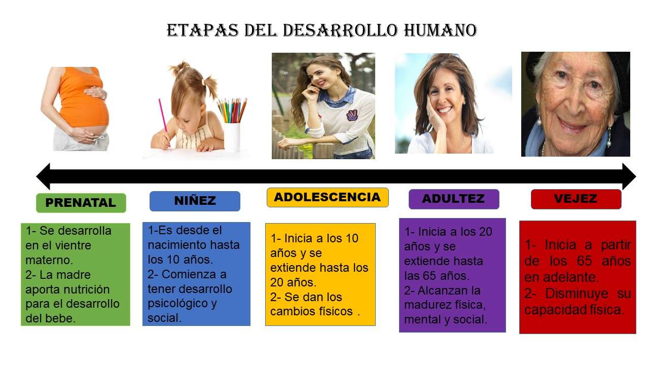 Cuento Sobre Las Etapas Del Desarrollo Humano Para Niños