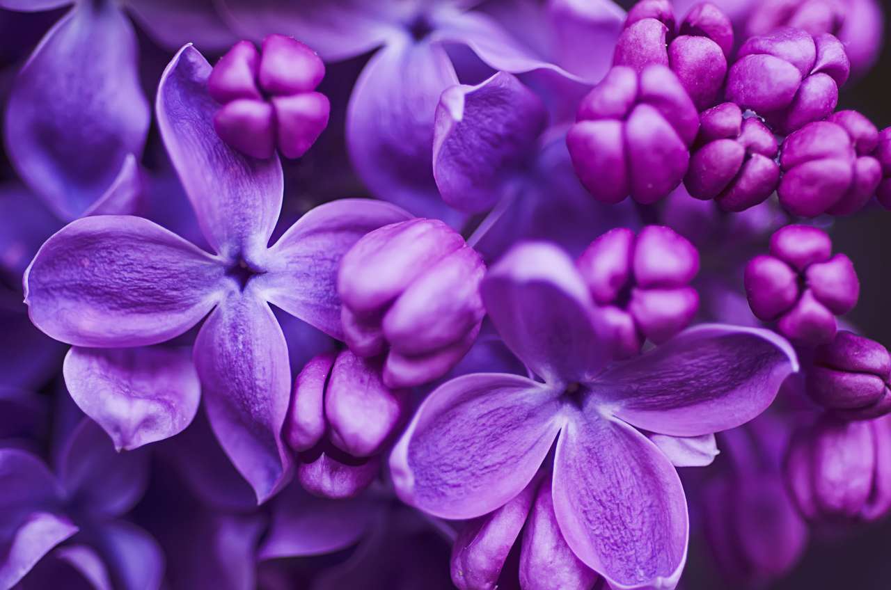 Lila bloemen puzzel online van foto
