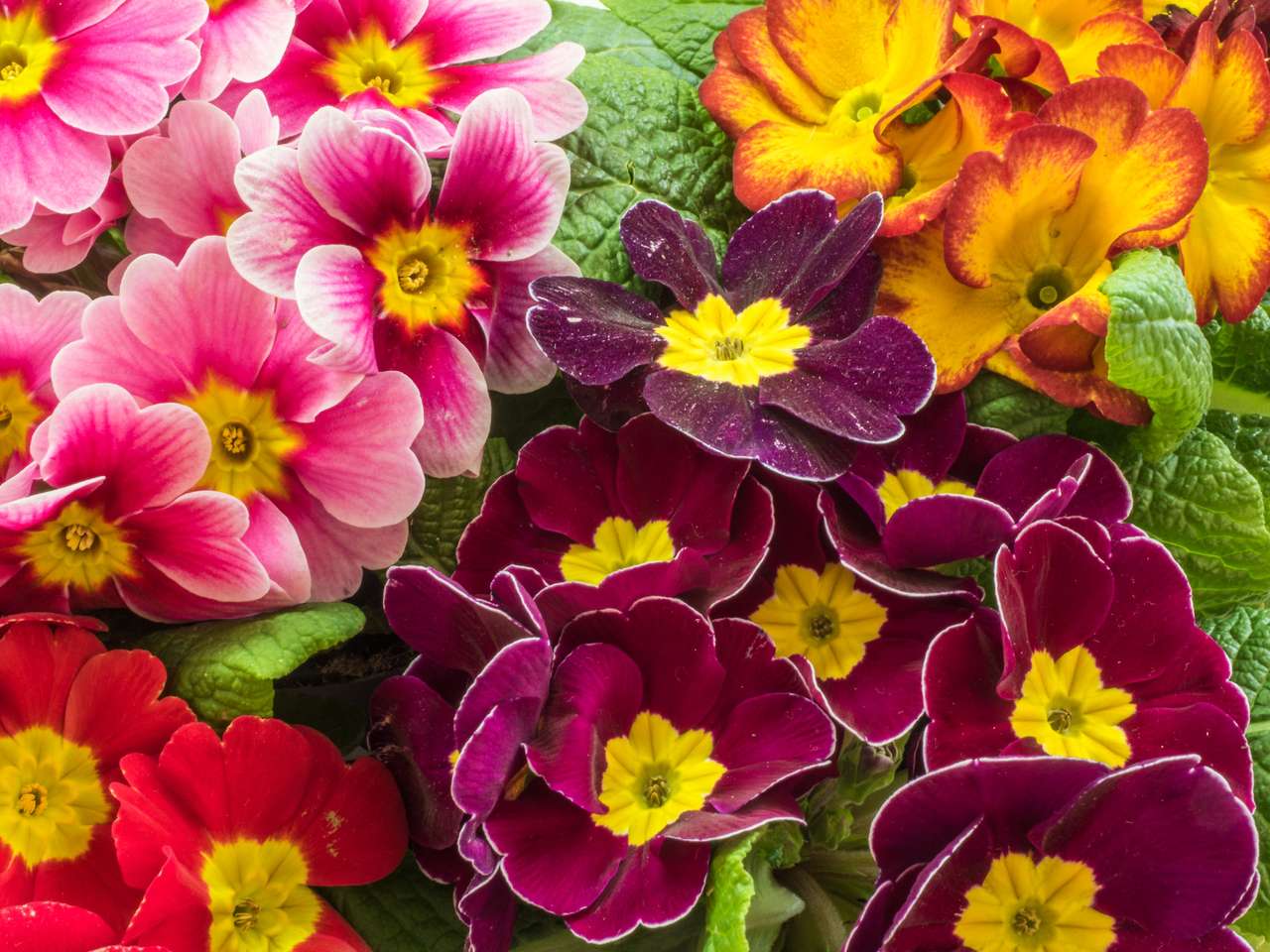 Красиви цветя на примрозата онлайн пъзел