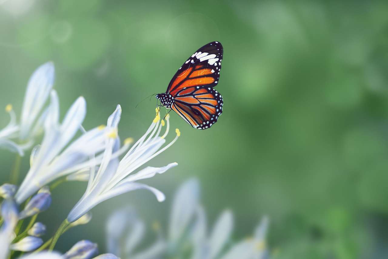 Пеперуда монарх онлайн пъзел от снимка