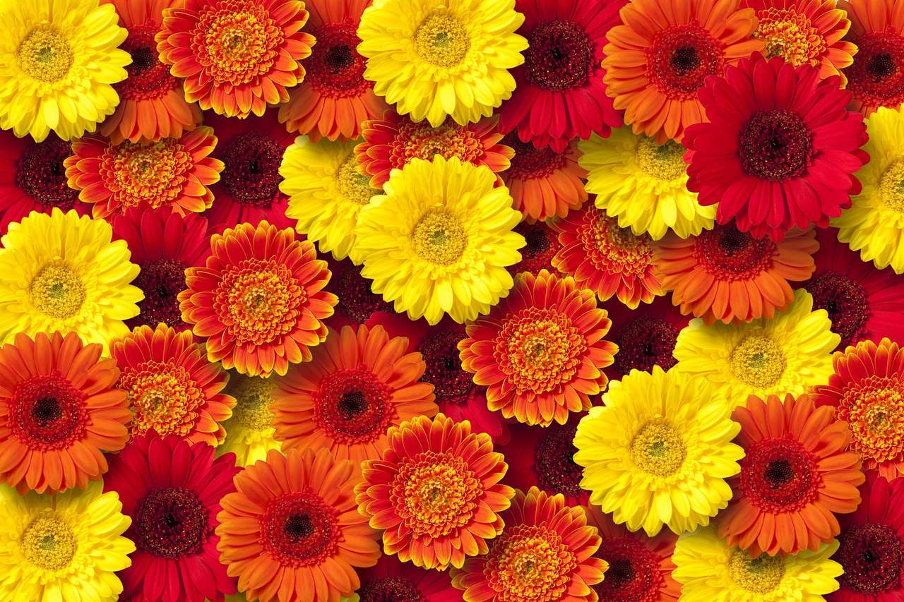 Orange and yellow daisies online puzzle