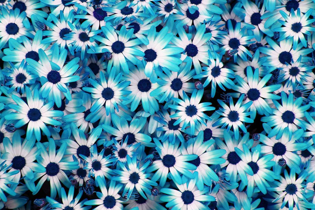Gyönyörű kék ​​virágok puzzle online fotóról