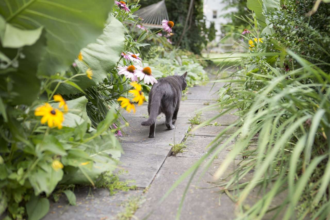 Cat in garden puzzle online from photo