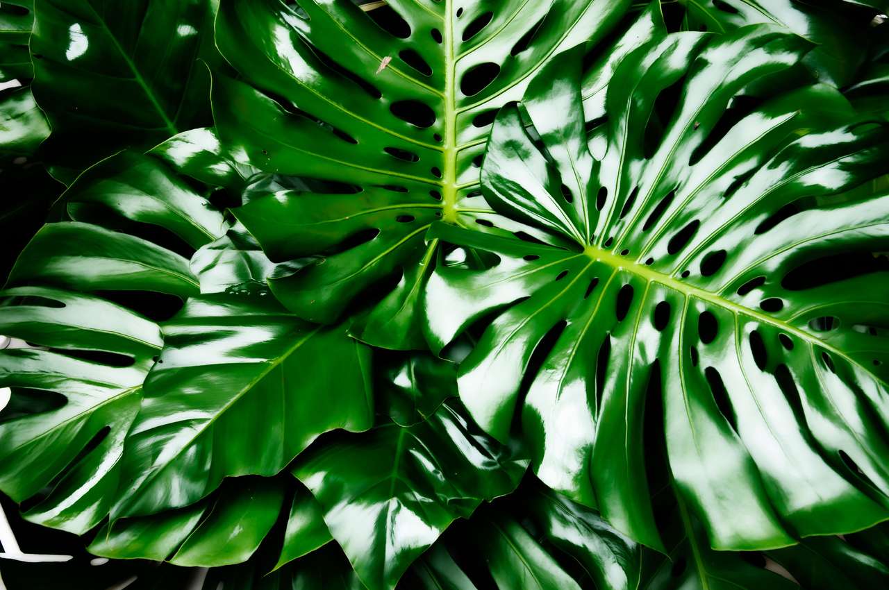 Philodendron Monstera obliqua. puzzle online din fotografie