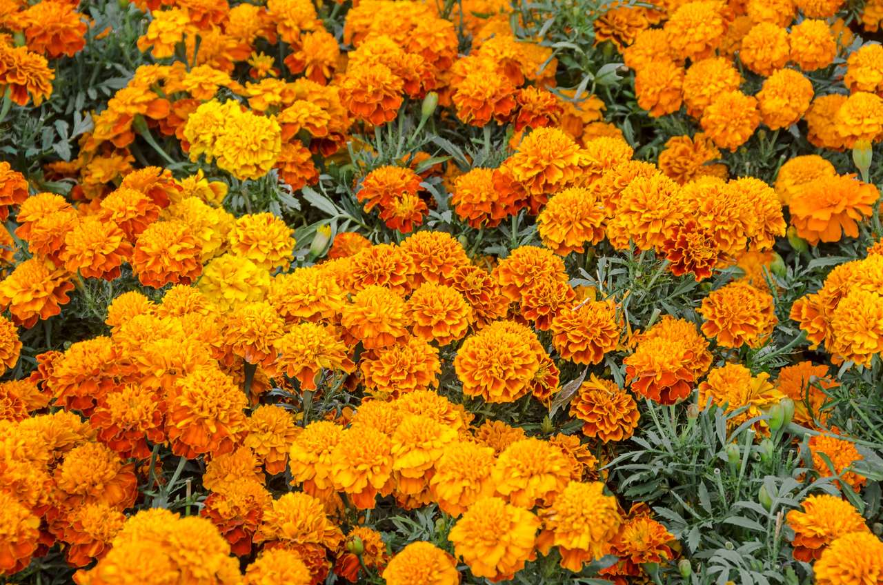 Flor cempasuchil mexicana - ePuzzle foto puzzle
