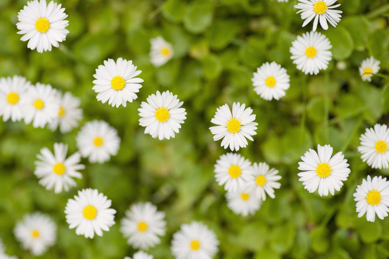 White flowers in the garden online puzzle