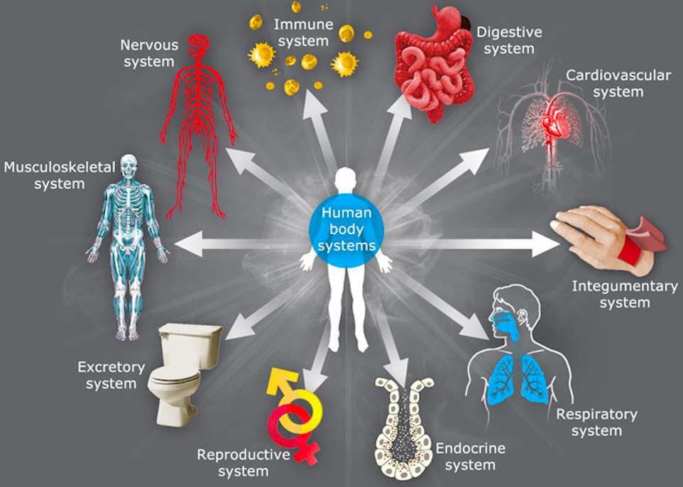 Menschliche Körpersysteme. Online-Puzzle vom Foto
