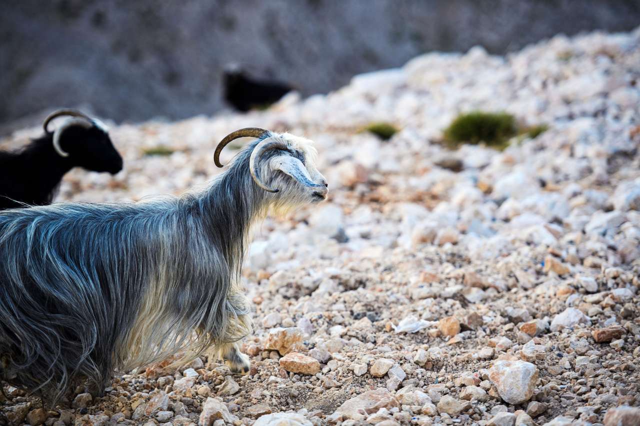 Mountain goat online puzzle
