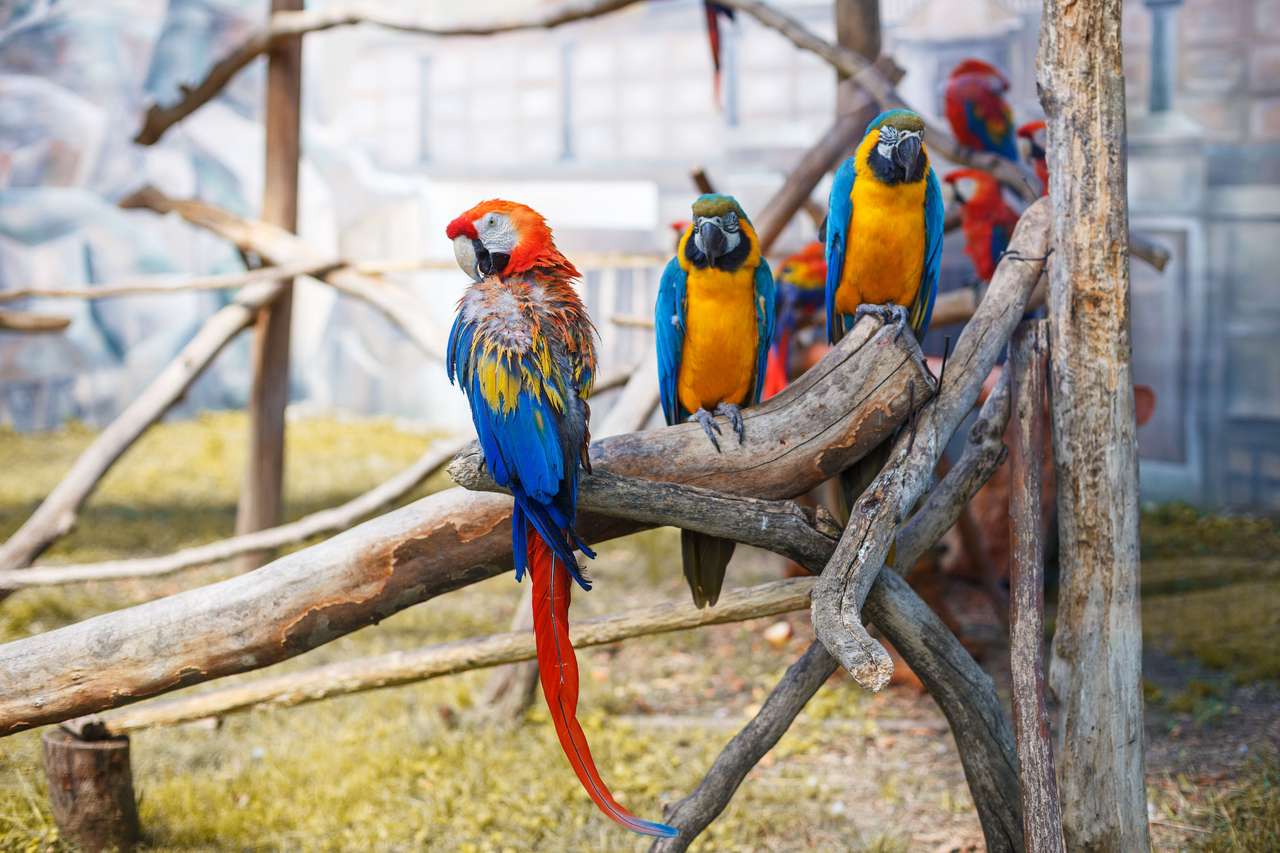 stora cockatoo papegojor pussel online från foto
