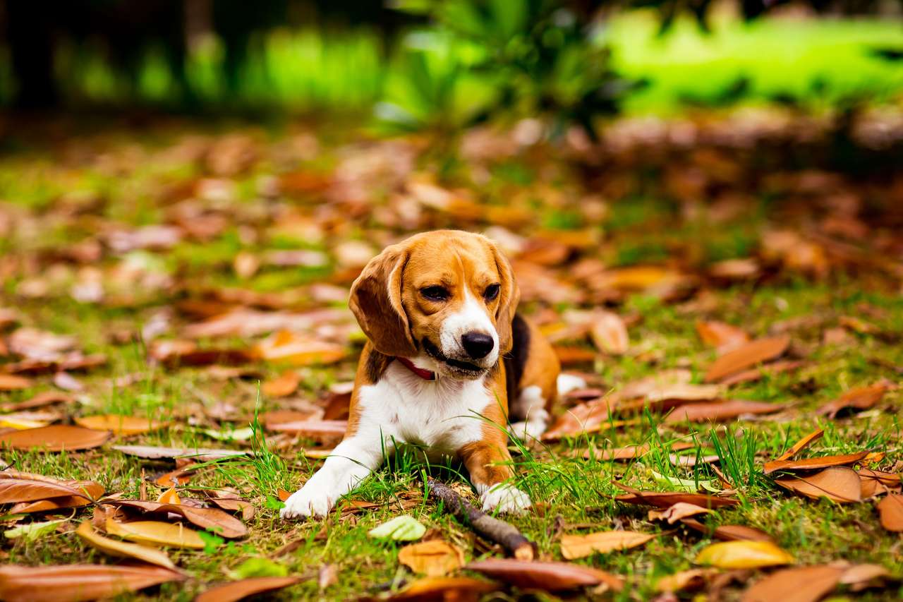Lindo beagle cachorro jugando rompecabezas en línea