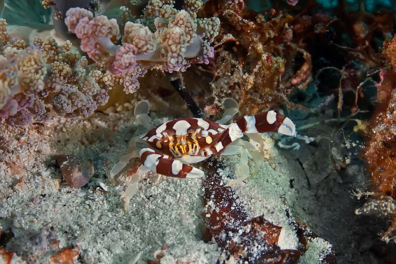 Portunidae krabba gömmer sig pussel online från foto