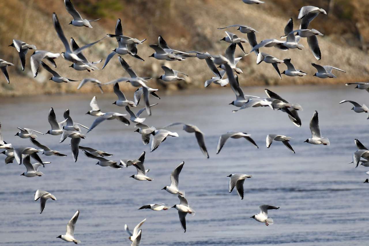 a flock of gulls over the water online puzzle