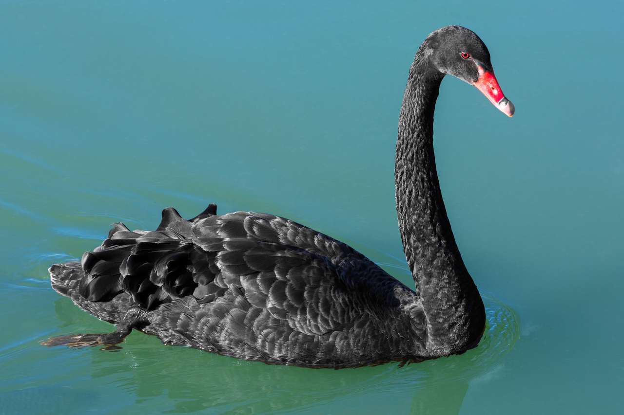 The black Swan puzzle online from photo