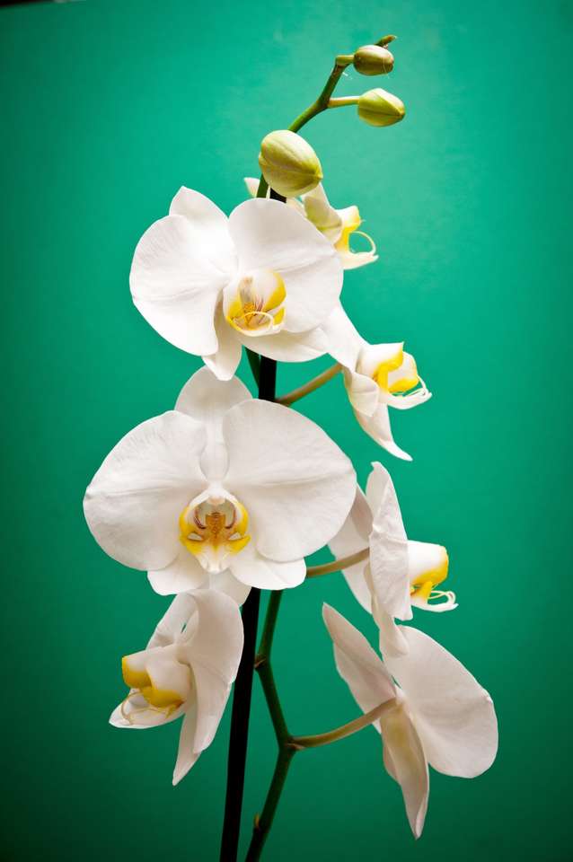 bílá orchidej puzzle online z fotografie