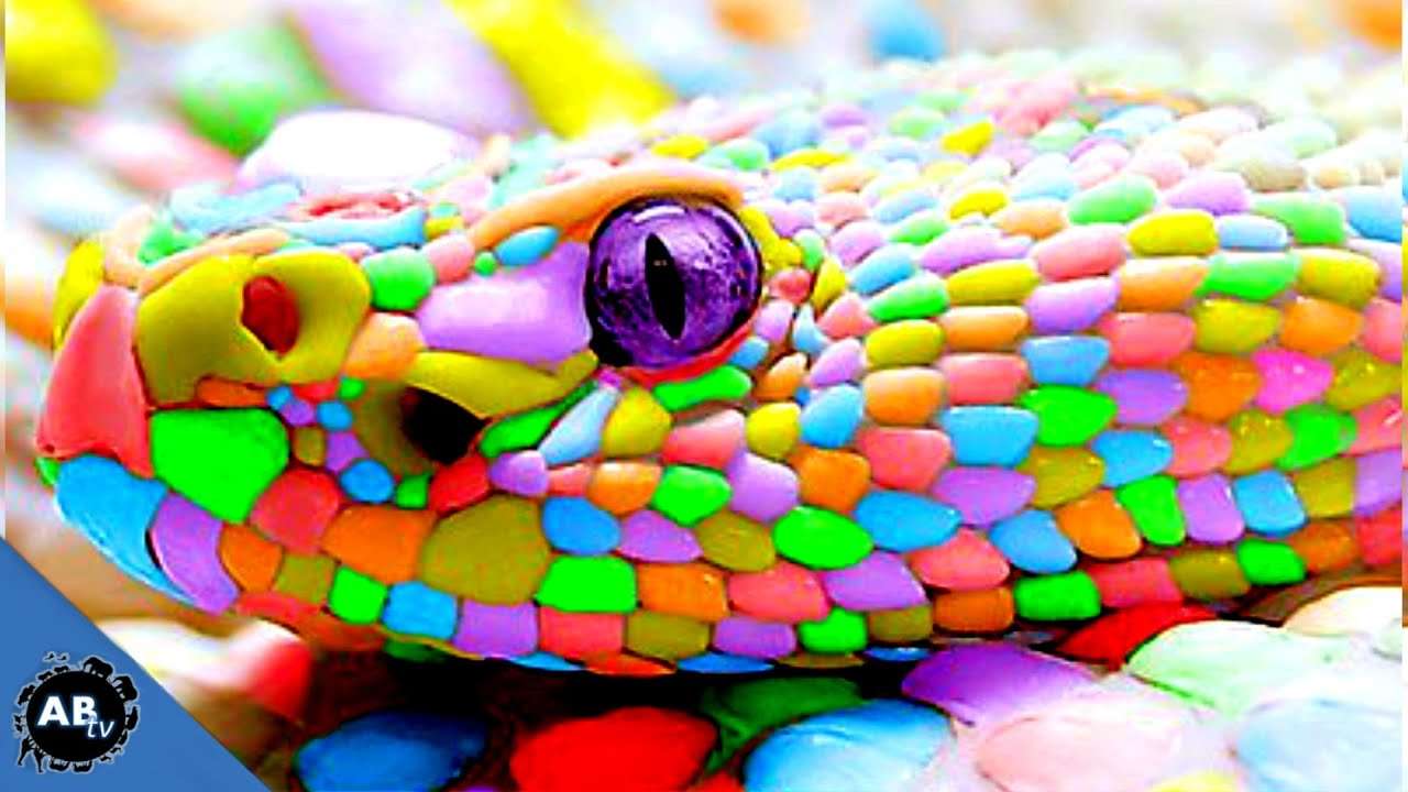 kígyó hűvös kígyó pog puzzle online fotóról