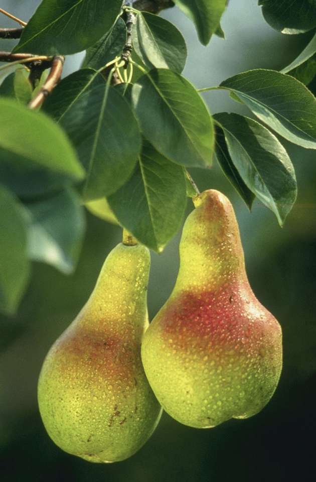bean pear online puzzle