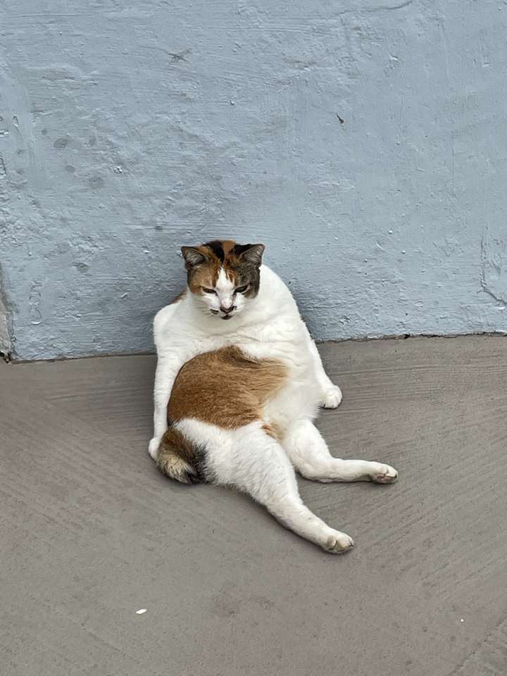 sexy cat pose online puzzle