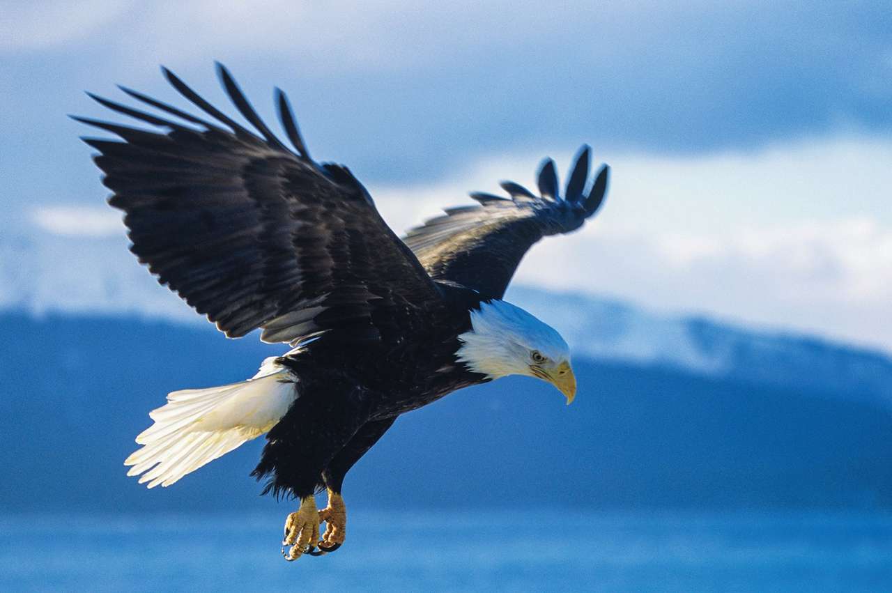 Eagle Pic. Online-Puzzle vom Foto