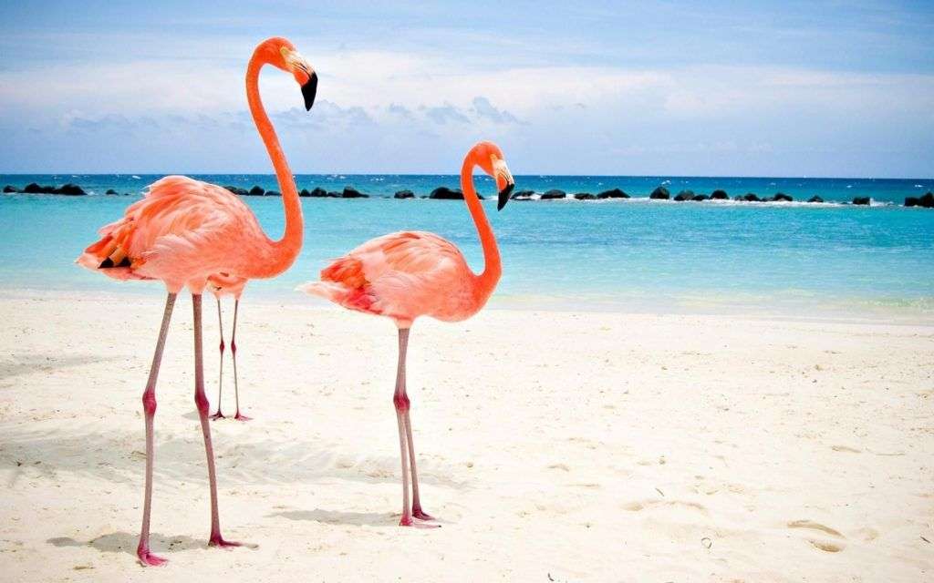 Läser Plan_ Caribbean Flamingos Pussel online