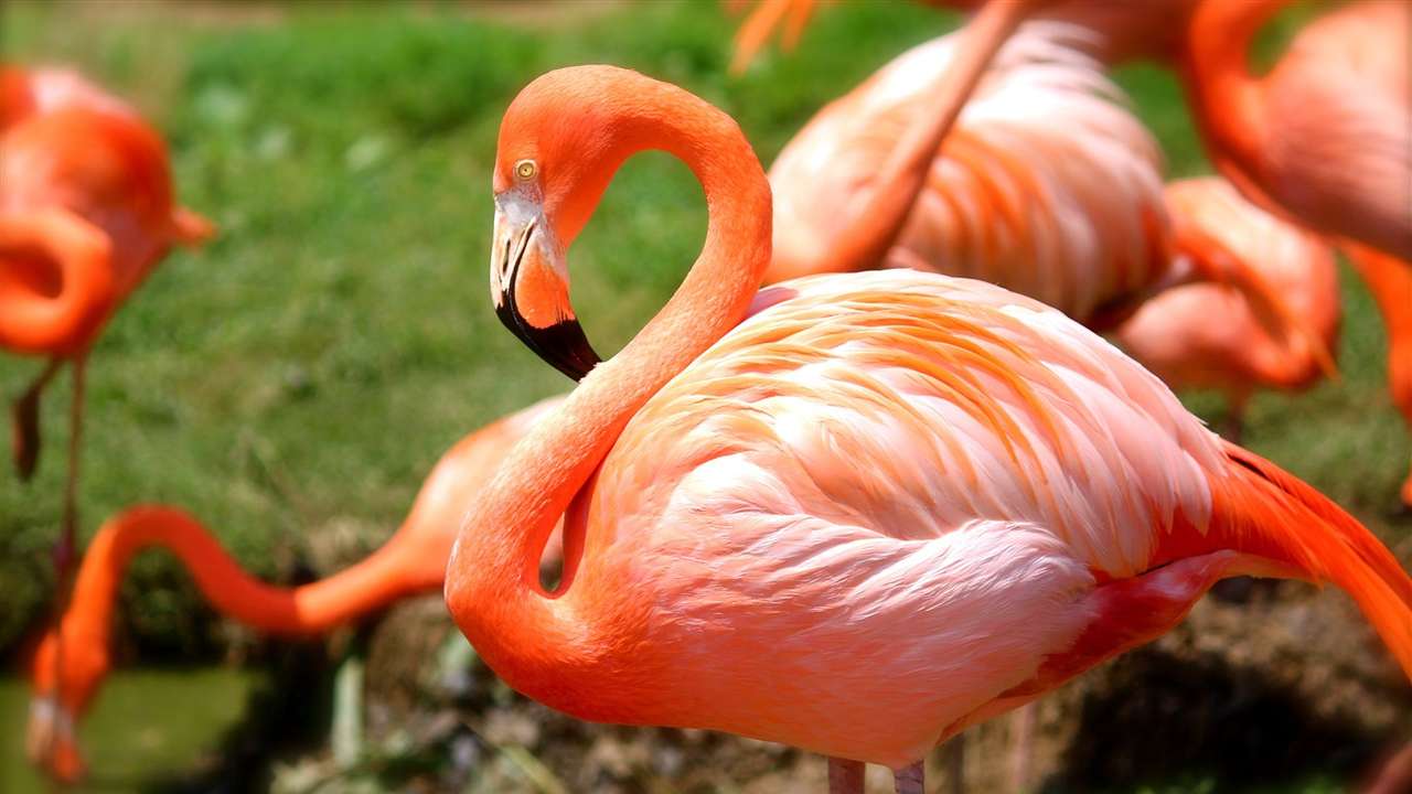 Plano de leitura do flamingo do Caribe puzzle online